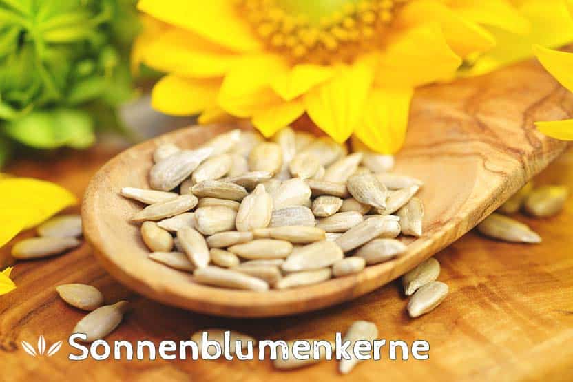 Sonnenblumenkerne