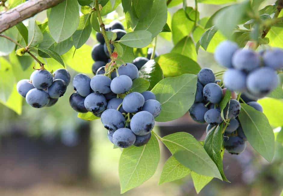 Superfood Heidelbeeren