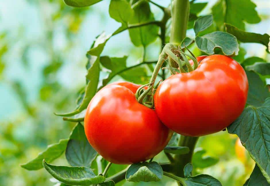 Superfood Tomate