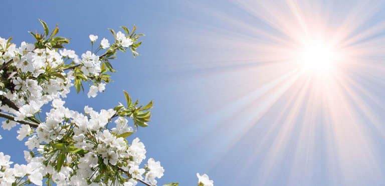 Sonne für die Bachblüten-Herstellung